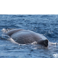 گونه نهنگ اسپرم